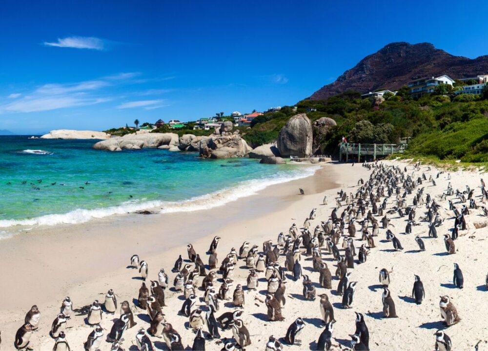 Home 19 Boulders Beach in South Africa